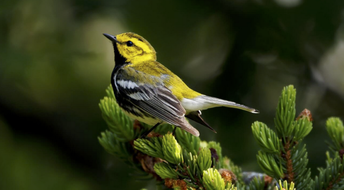 Black-throated green Warblers have returned to North Carolina